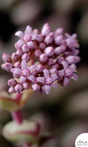 Crassula - Springtime - Grow, Care and Propagate - About Succulents