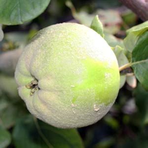 Quince Trees - Varieties and Care | Nurseries Online