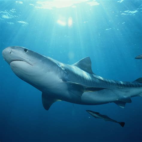 Sand Tiger Shark Size Comparison / 11 Facts About The Sand Tiger Shark Mental Floss : Sand tiger ...