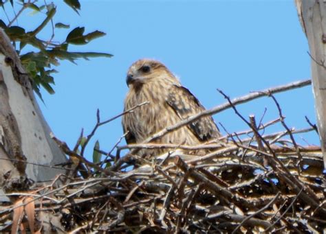 Whistling kite at nest | BIRDS in BACKYARDS