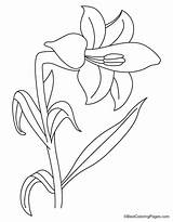 Lily Flower Coloring Pages sketch template