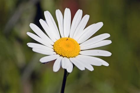 White Daisy Flower Free Stock Photo - Public Domain Pictures