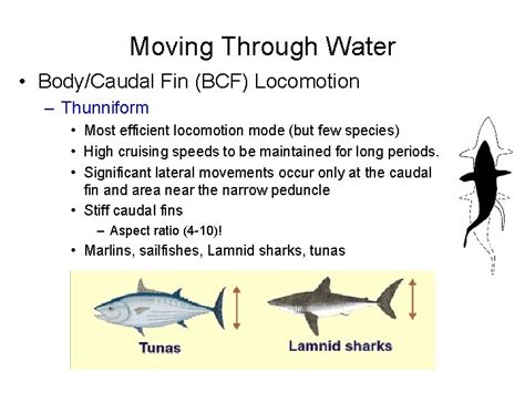 Fish Locomotion Definition The result of interactions between