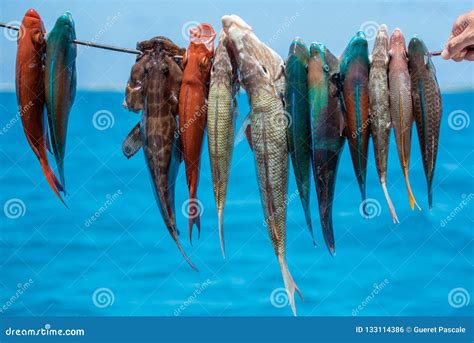 Harpoon Fishing in French Polynesia Stock Photo - Image of arrow, funny: 133114386