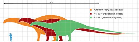 Apatosaurus Facts for Kids