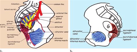 , 3. (2) Drawing of the left hemipelvis shows the major branches of the... | Download Scientific ...