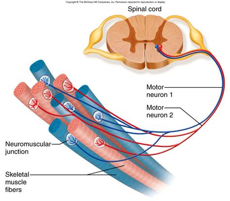 Neural Tuning for Improving Strength: Pre/Post Activation Sequencing - DeanSomerset.com