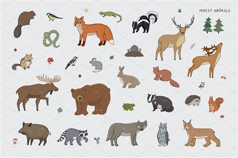 Forest Animals | Animal Illustrations ~ Creative Market