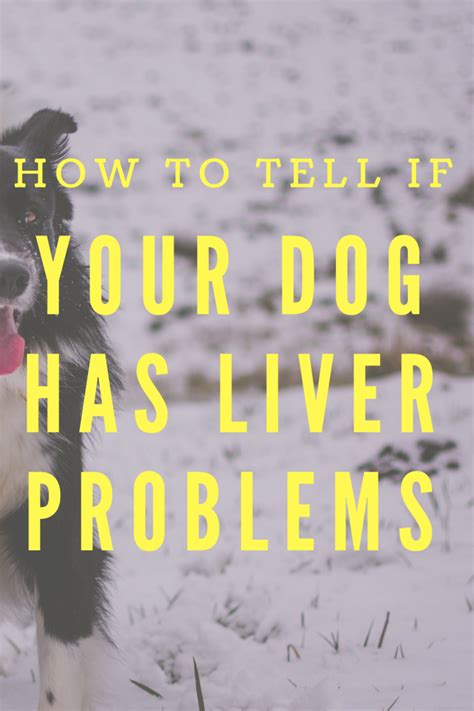 What Can Cause Liver Problems In A Dog