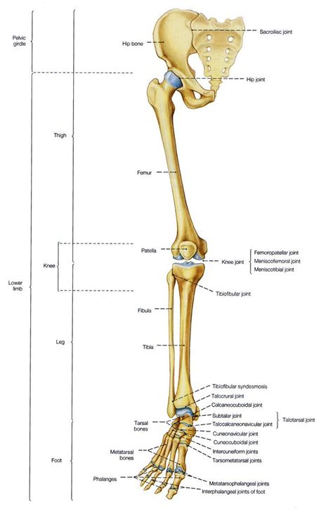 Leg Bone Structure Diagram Of Human Leg Bones | Diagram | Anatomy bones, Leg anatomy, Human body ...