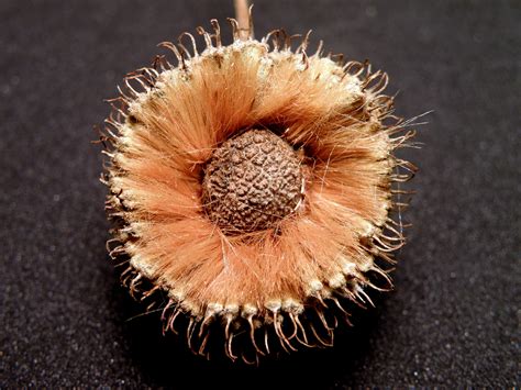 Inside The Sycamore Seed Pod ~ Thanks IwateBuddy for the ID | Sycamore seed, Seed pods, Seed balls