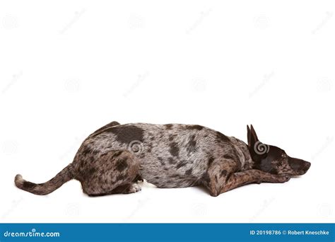 Dog laying down stock photo. Image of place, command - 20198786