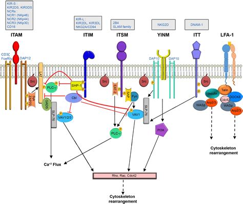 Cell Signaling Pathways