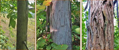 Hickory Nuts: Foraging for Pignut and Shagbark Hickory Nuts