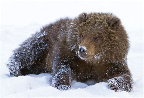 Brown Bear Cub In Snow | Since we are getting hammered with … | Flickr