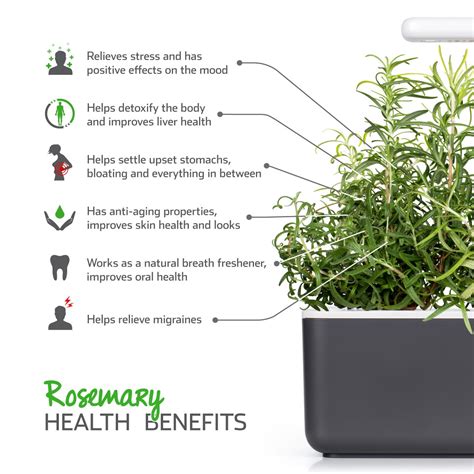 Rosemary Plant Pods for Indoor Herb Garden | Click & Grow – Click & Grow EU