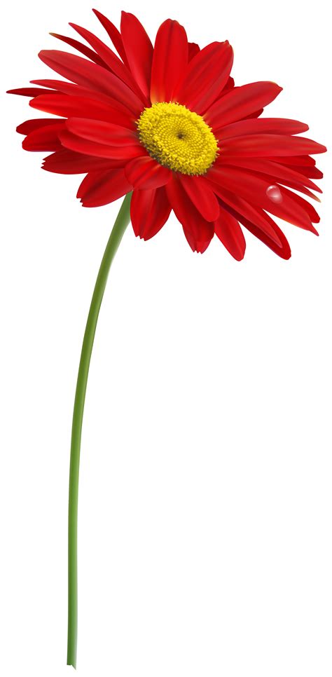 Red Gerber with Stem PNG Clipart Image | Single flower, Clipart images, Flower images