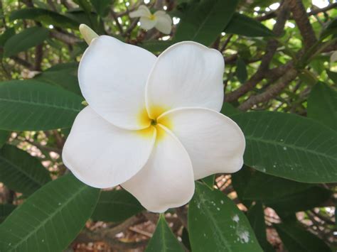 'Samoan Fluff' Plumeria flower | 'Samoan Fluff' Plumeria cul… | Flickr