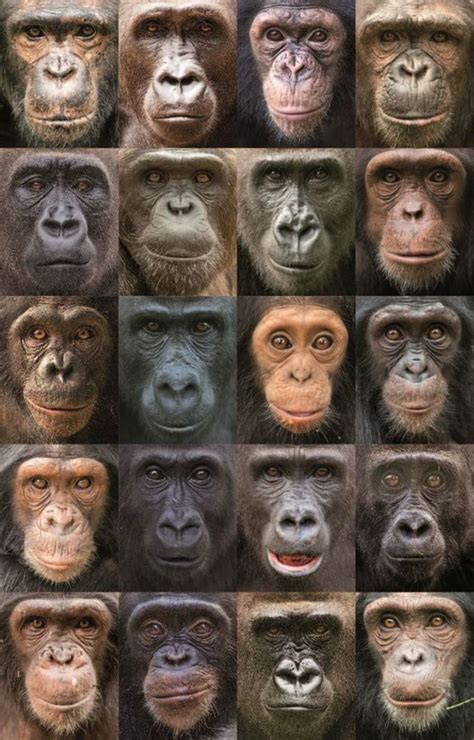 Here's why monkeys and apes have colorful faces