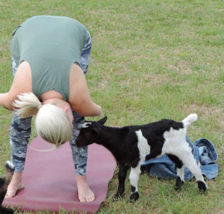 Orlando has baby goat yoga - Bungalower