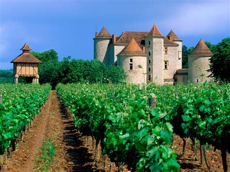 Vineyard Cahors Lot Valley France picture, Vineyard Cahors Lot Valley France photo, Vineyard ...