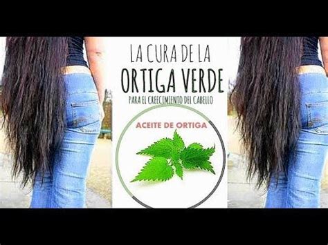 CURA DE ORTIGA VERDE ☘☘😘para el crecimiento del cabello aceite casero de ortiga! - YouTube ...