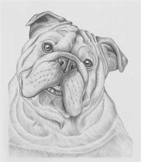 Tfsculptures.com | Bulldog drawing, Bulldog art, Canine art