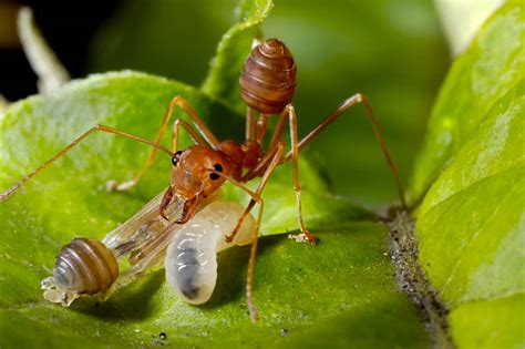 Ant Larvae Stock Photos, Pictures & Royalty-Free Images - iStock