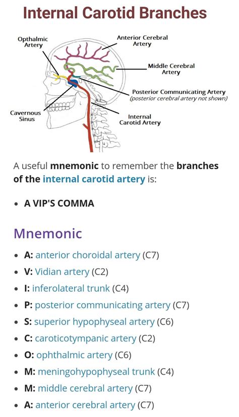 Common Carotid Artery - fingersandfeathersh