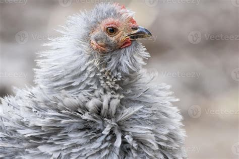 Frizzle chicken 707335 Stock Photo at Vecteezy