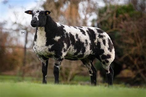 CARLISLE FEMALE SALE DEC 2020 - Gallery - Dutch Spotted Sheep