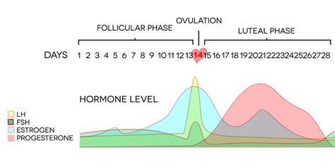 Menstrual cycle and sleep