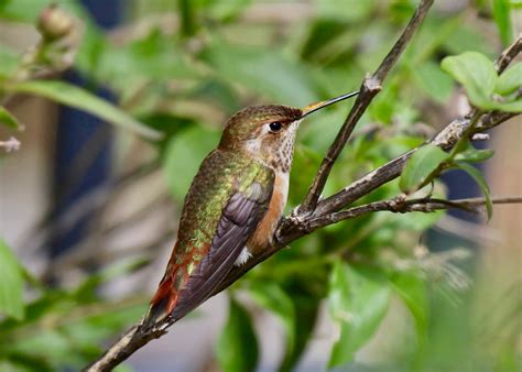 The Azure Gate: Hummingbirds of Arizona: Rufous Hummingbird