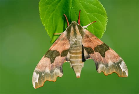 Lime Hawk-moth | Butterfly Conservation