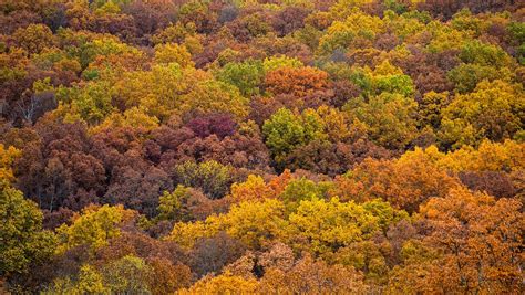 Stunning peak fall foliage at Indiana's Brown County State Park