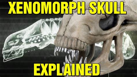 ALIEN: ORIGINS - XENOMORPH BIOLOGY SKULL EXPLAINED - HOW DO XENOMORPHS SEE? - YouTube