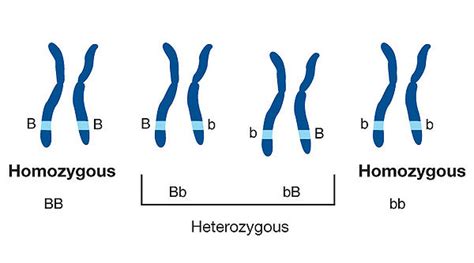 Homozygous/fr - ISOGG Wiki