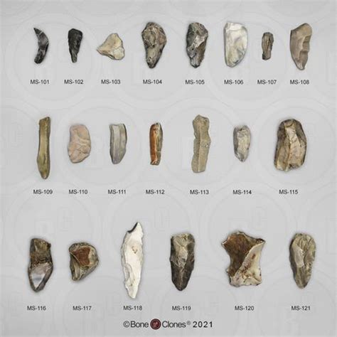 Set of 21 Neanderthal Tools - Bone Clones, Inc. - Osteological ...