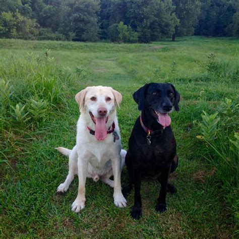 Two happy dogs :) : r/Happydogs