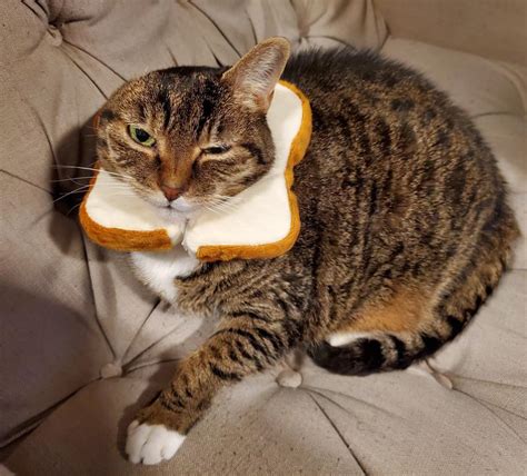 Temporarily Unavailable - FRISCO Bread Cat Costume - Chewy.com