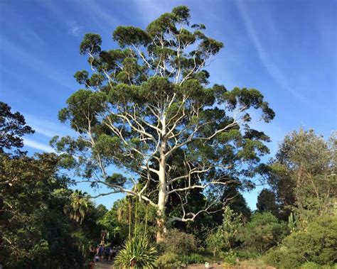 Eucalyptus grandis - Alchetron, The Free Social Encyclopedia