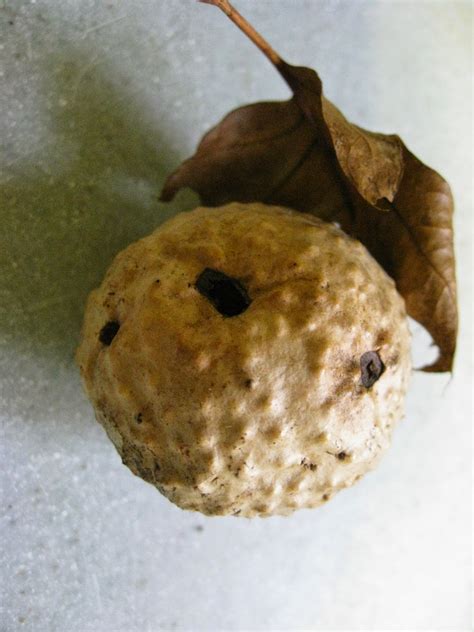 Capital Naturalist by Alonso Abugattas: Oak Galls