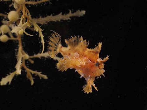 sargassum_fish_by_seabird_mckeon - Tobago Today