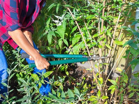 Pruning the Butterfly Bush (Buddleia davidii) | lovethegarden