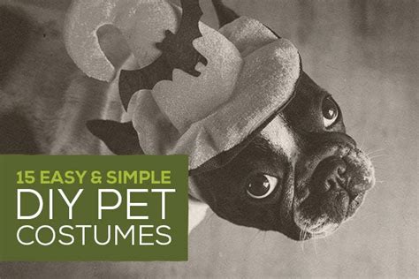 15 Easy & Simple DIY Pet Costumes