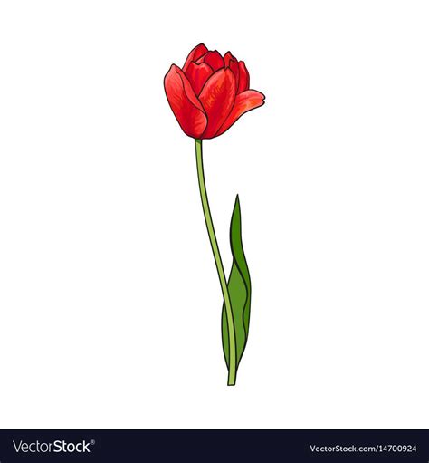 Hand drawn of side view red open tulip flower, sketch style vector illustration isolated on ...