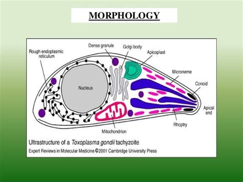 Toxoplasma gondii