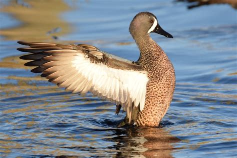 eBird Checklist - 18 Jan 2021 - Lake Apopka Wildlife Drive - 56 species