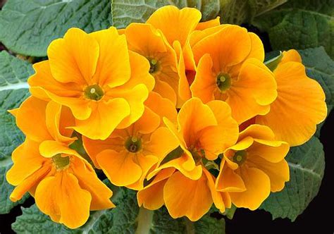 Primula, significato nel linguaggio dei fiori - Idee Green