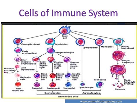 Cells of the Immune System